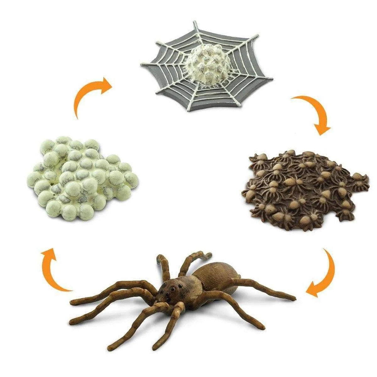 Safari Ltd Life Cycle of a Spider-SAF100406-Animal Kingdoms Toy Store