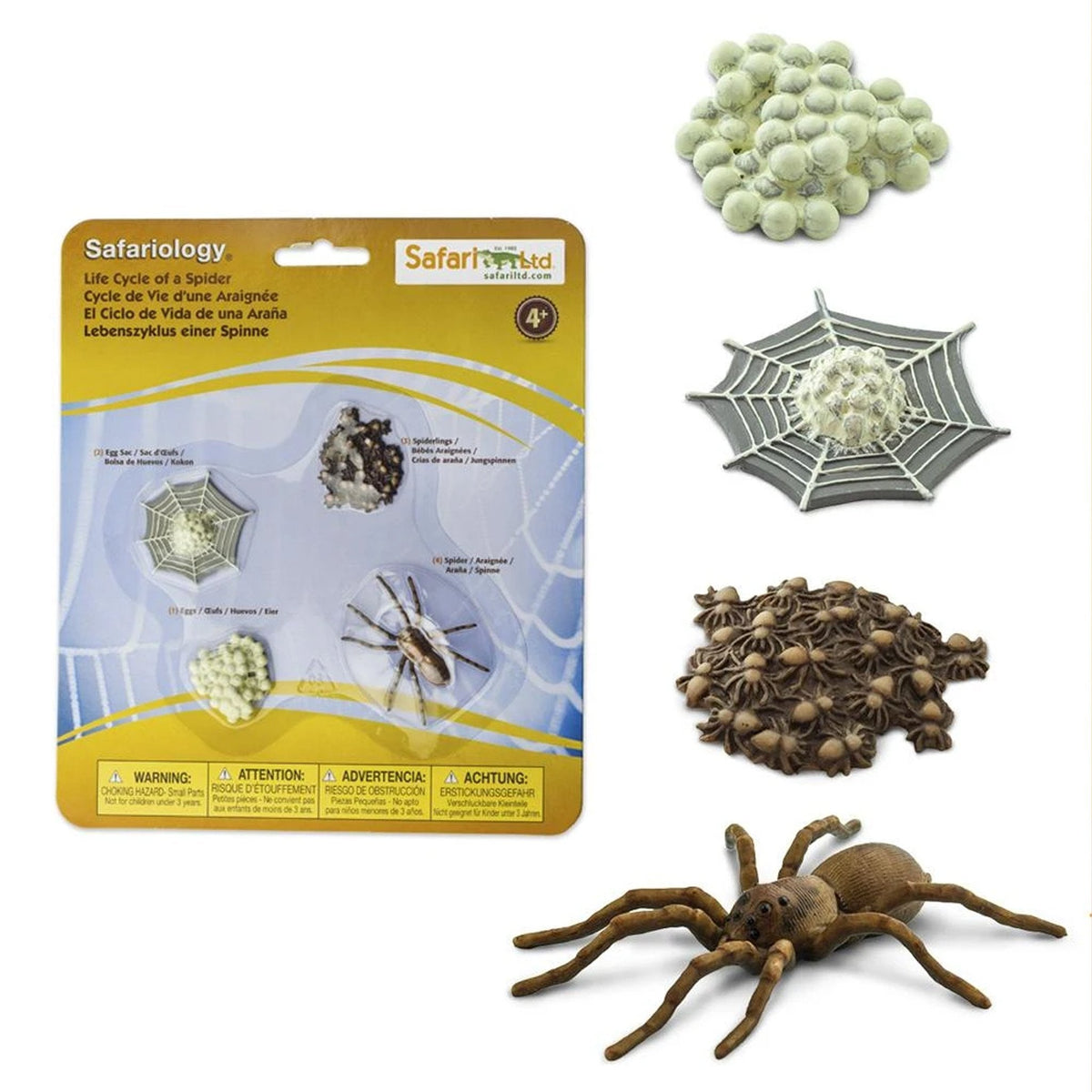 Safari Ltd Life Cycle of a Spider-SAF100406-Animal Kingdoms Toy Store