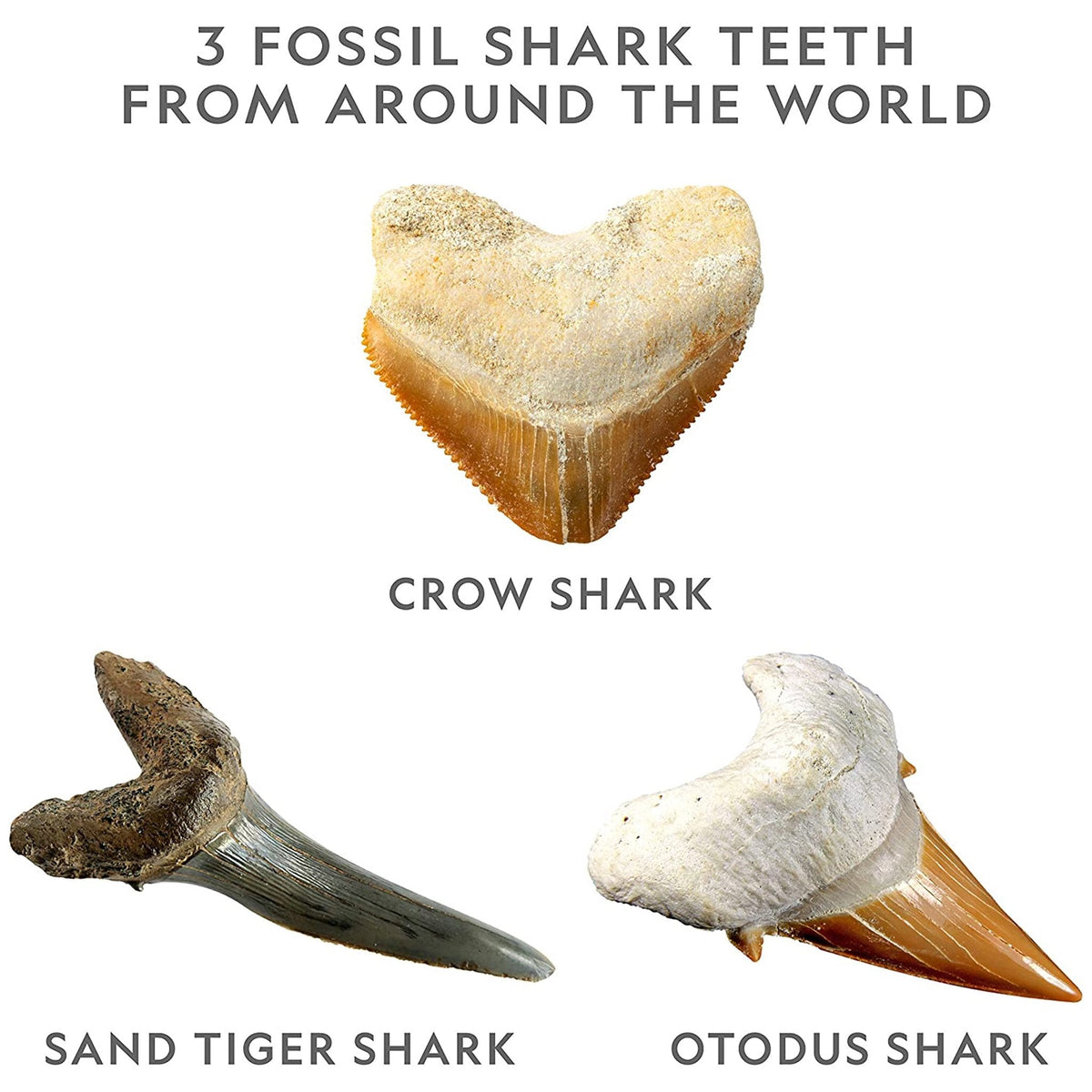 National Geographic - Shark Dig Kit-NGSHARK-Animal Kingdoms Toy Store
