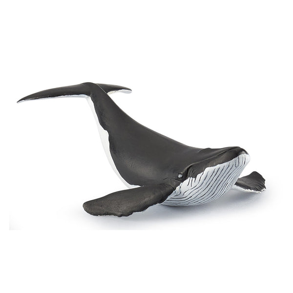 Papo Humpback Whale Calf