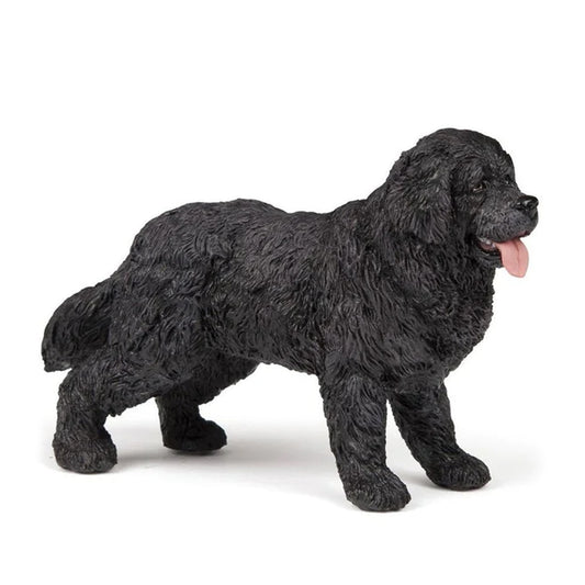 Papo Newfoundland