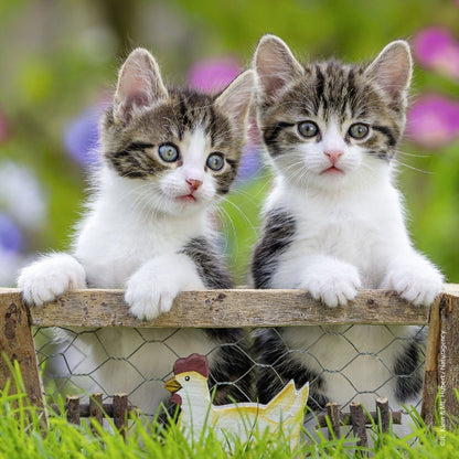 Ravensburger Kittens Puzzle 3x49pc-RB08046-5-Animal Kingdoms Toy Store