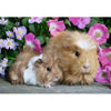 Ravensburger Guinea Pigs & Bunnies Puzzle 2x12pc-RB05144-1-Animal Kingdoms Toy Store