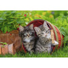 Ravensburger Kitten Adventure 2x12pc-RB07626-0-Animal Kingdoms Toy Store