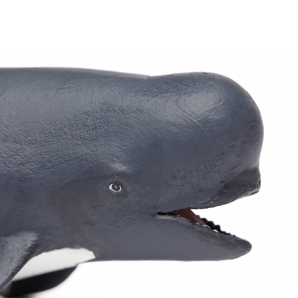 Safari Ltd Pilot Whale-SAF205629-Animal Kingdoms Toy Store