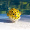 Safari Ltd Pufferfish-SAF250429-Animal Kingdoms Toy Store