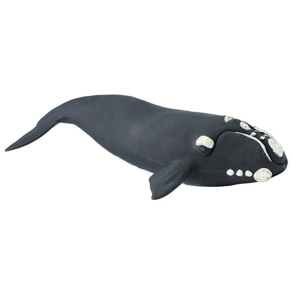 Safari Ltd Right Whale-SAF204229-Animal Kingdoms Toy Store