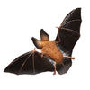 Safari Ltd Townsend's Big-Eared Bat-SAF266829-Animal Kingdoms Toy Store