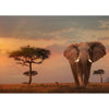 Ravensburger Elephant of the Massai Mara 1000pc-RB15159-2-Animal Kingdoms Toy Store
