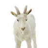 Safari Ltd Nanny Goat-SAF161129-Animal Kingdoms Toy Store