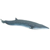 Safari Ltd Sei Whale-SAF100098-Animal Kingdoms Toy Store