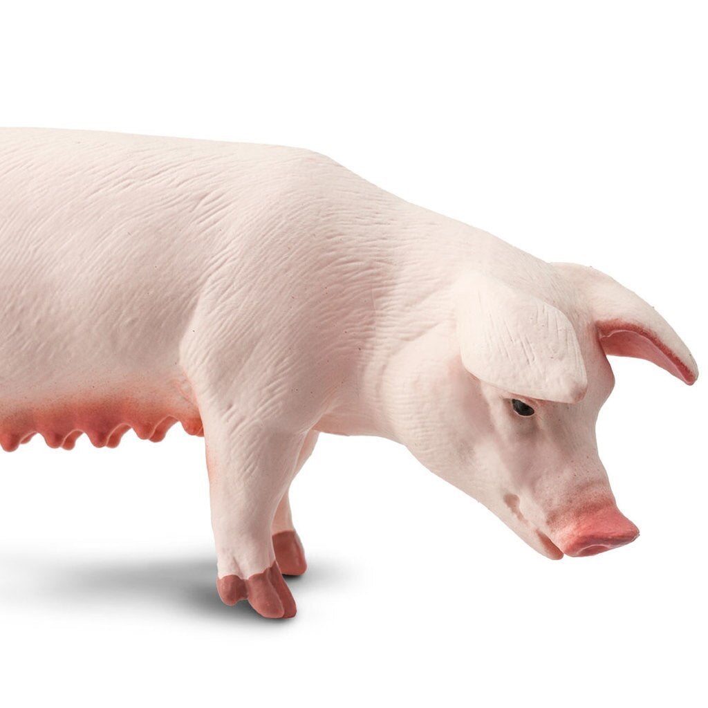 Safari Ltd Sow-SAF161029-Animal Kingdoms Toy Store